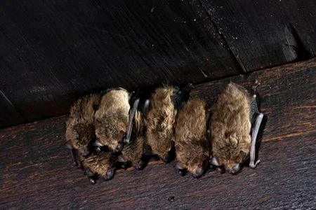 animal in attic removal bats huntsville