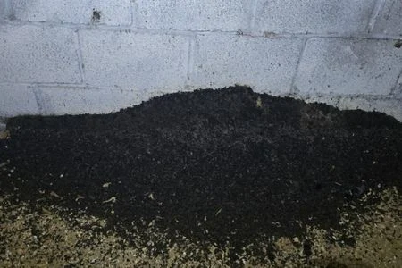 bat guano pile huntsville