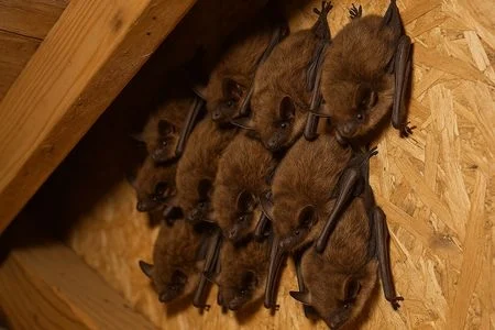 bats in the attic huntsville