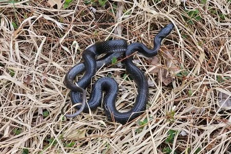 huntsville wildlife removal snake