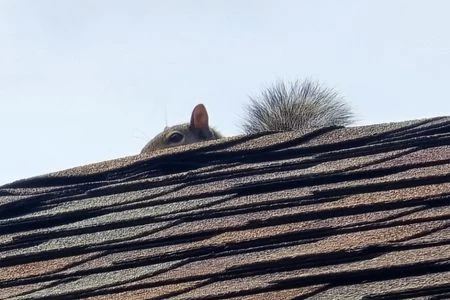 huntsville wildlife removal squirrel