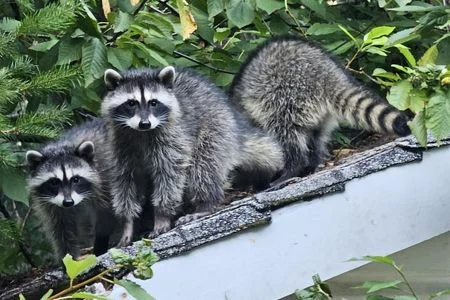 raccoon exclusion huntsville