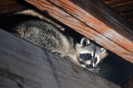 raccoon in attic huntsville