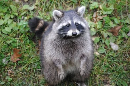 raccoon in yard huntsville